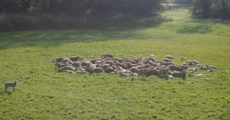 Herd of sheep outside Dillingen. Quite eerie, if you expand the picture you'll see nearly all of them making eye contact.