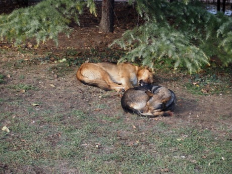 Sleeping dogs in Sofia.