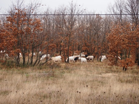 Also spotted a herd of sheep lurking in the forest in the middle of nowhere.