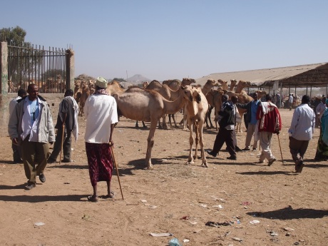Camels in Hargeisa livestock market.