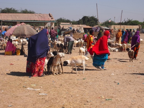 Goats in Hargeisa livestock market.