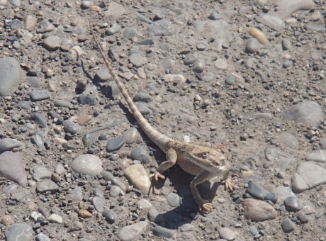 Lizards on the roads in Turkmenistan.