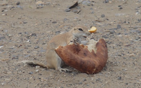 Desert squirrel Turkmenistan.