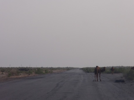Lazy camels on the desert road, Turkmenistan.